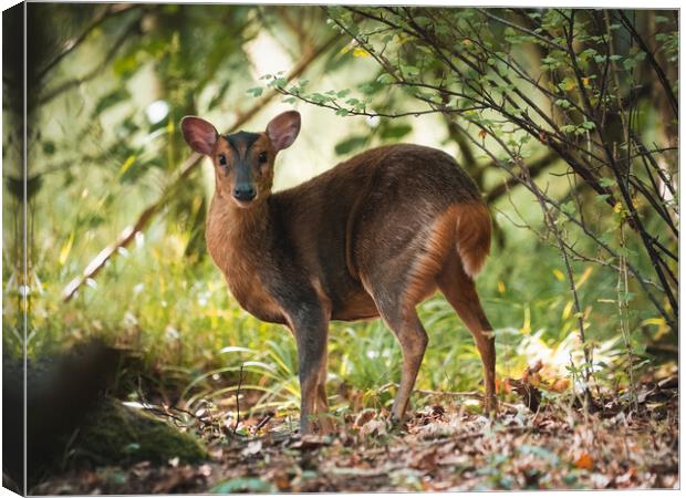 The female Muntjac Deer deep in the bush trying to remain unseen Canvas Print by Martyn Large
