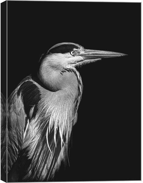 Black and white photo of a Heron Canvas Print by Martyn Large