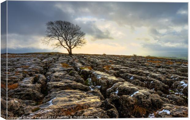 Lone Tree on Limestone Pavement at Sunrise Canvas Print by Peter Paterson