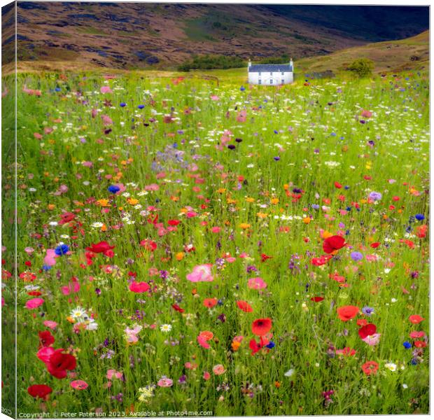 Field of wild flowers in front of cottage Canvas Print by Peter Paterson