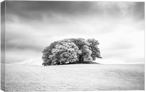 Copse of Trees in Field Canvas Print by Peter Paterson