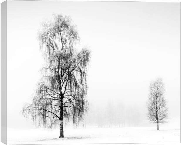 Winter Birches Canvas Print by Peter Paterson