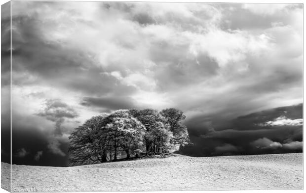 Copse of Trees in Infrared Canvas Print by Peter Paterson