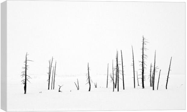 Lodge Pole Pines in Snow Canvas Print by Peter Paterson