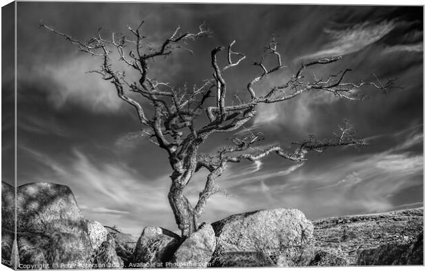 Tree on Rocks Canvas Print by Peter Paterson