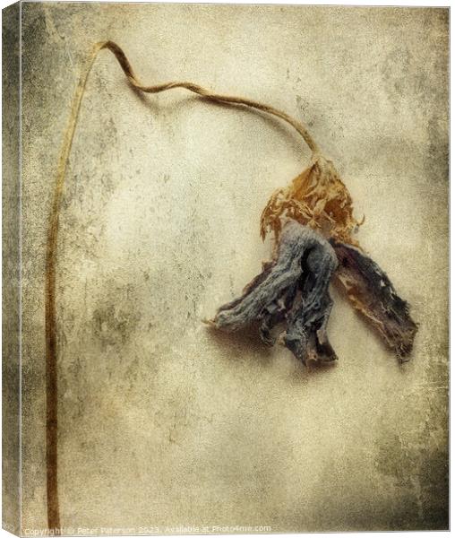 Dried Flower Canvas Print by Peter Paterson