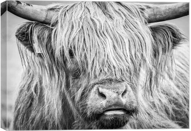 Black and White Highland Cow, Mull, Scotland Canvas Print by Fraser Duff