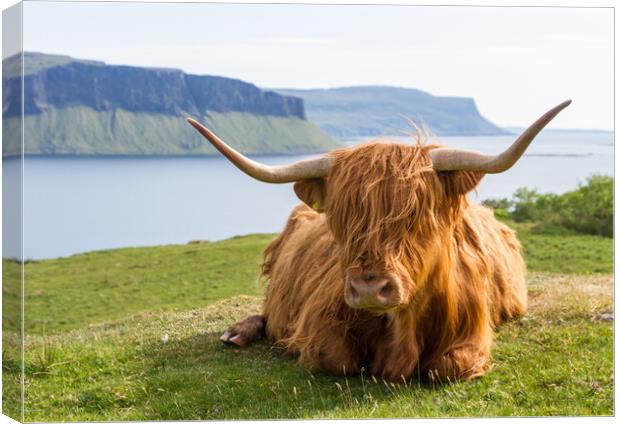Highland Cow, Isle of Mull, Scotland Canvas Print by Fraser Duff