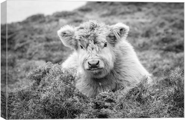 Euan the Highland Cow Calf, Harris, Scotland Canvas Print by Fraser Duff