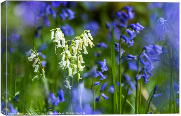 The White Bluebell Canvas Print by Fraser Duff