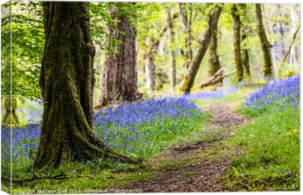 A Path through the Bluebells, Carstramon Woods Canvas Print by Fraser Duff
