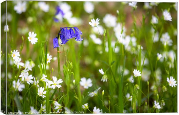 Bluebells and Stitchwort Canvas Print by Fraser Duff