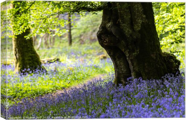 Bluebells and Beech Tree, Carstramon Woods Canvas Print by Fraser Duff
