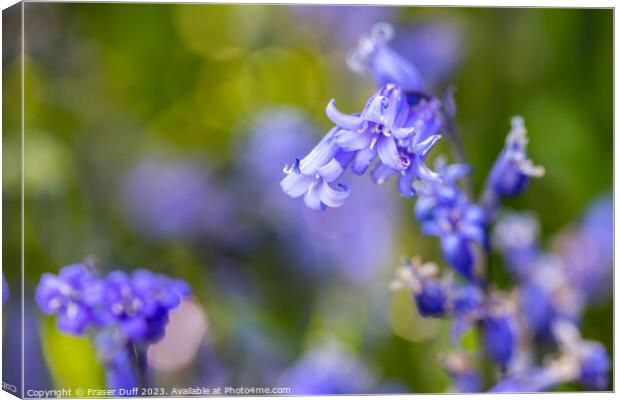 Bluebell Flower Close-up Canvas Print by Fraser Duff