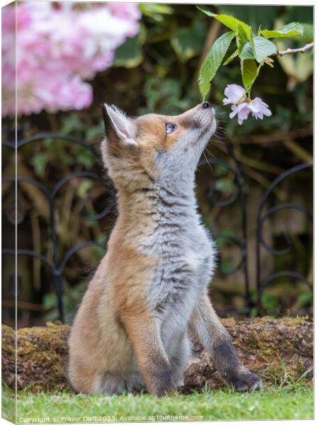 Fox Cub and Cherry Blossom Canvas Print by Fraser Duff