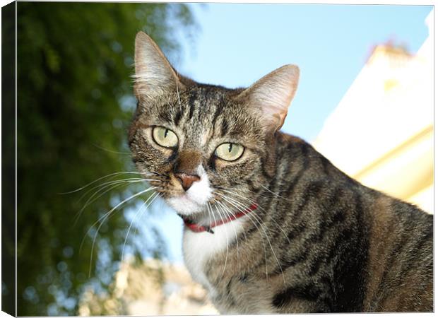 French cat Canvas Print by Dave Menzies