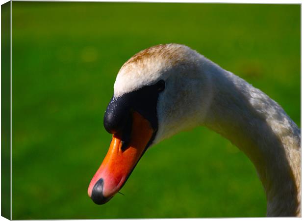 Annoyed Swan Canvas Print by Dave Menzies