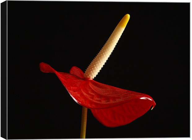 Proud Red Flower ! Canvas Print by Dave Menzies