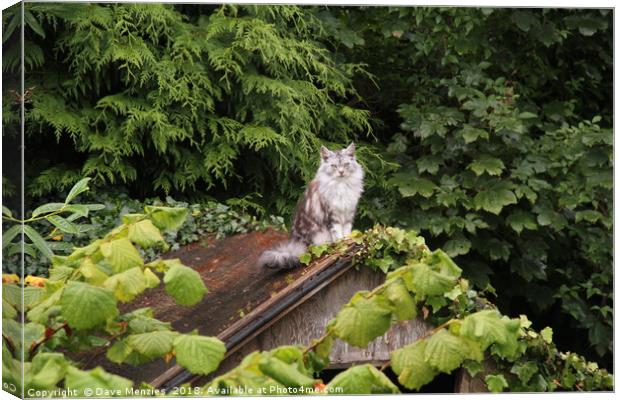 Cat On An Old Thin Roof Canvas Print by Dave Menzies