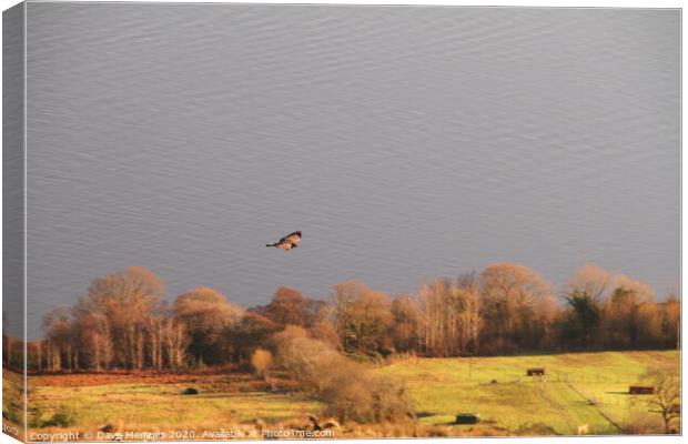 Buzzard above the Firth of Clyde Canvas Print by Dave Menzies