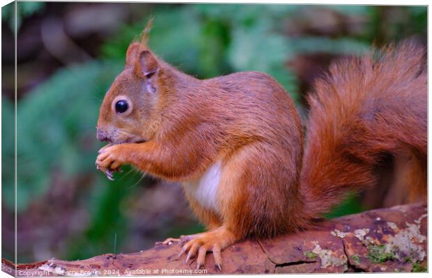 Red Squirrel North Wales Canvas Print by Terry Brooks