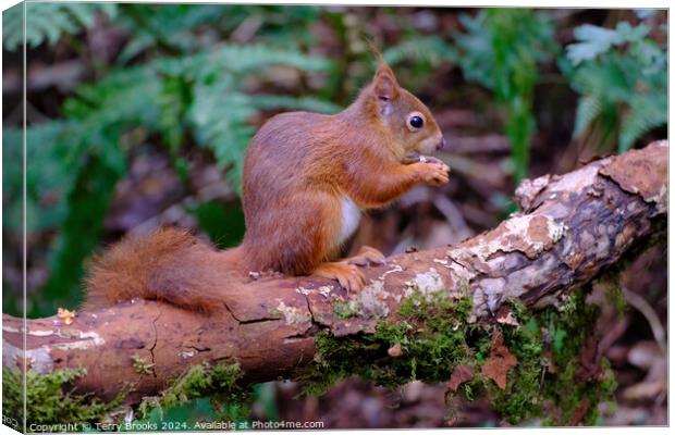 A Cute Red Squirrel Anglesey North Wales Canvas Print by Terry Brooks