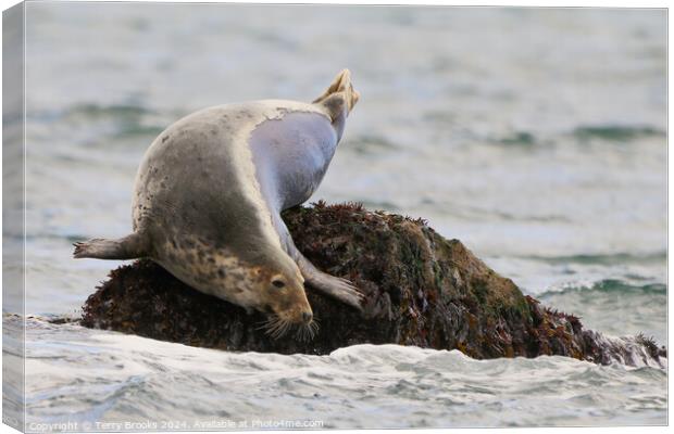 Seal Sunbathing Canvas Print by Terry Brooks