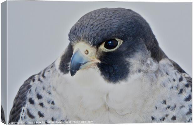 Peregrine Falcon - Falco peregrinus Canvas Print by Terry Brooks