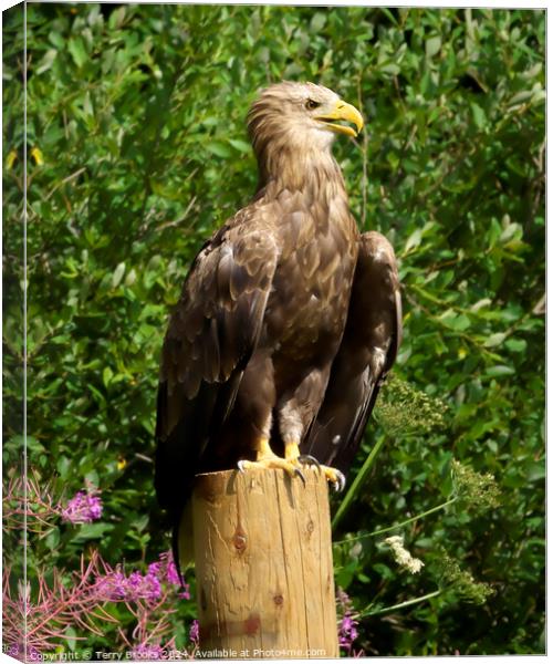 White Tailed Sea Eagle Canvas Print by Terry Brooks
