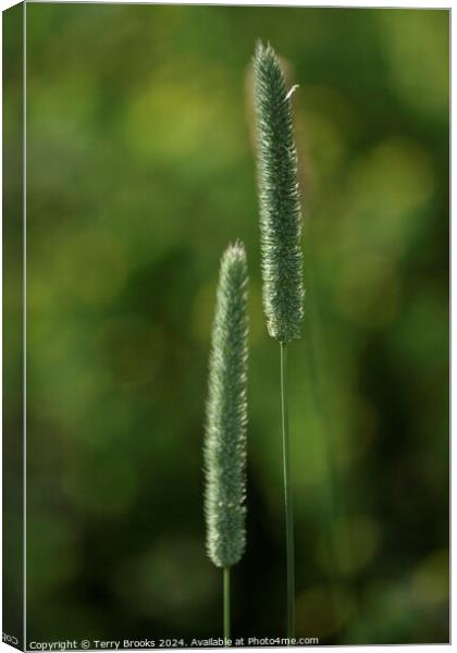 Abstract Grass Plants Canvas Print by Terry Brooks
