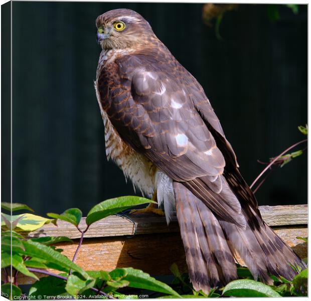 Female Sparrowhawk on a Garden Fence Canvas Print by Terry Brooks