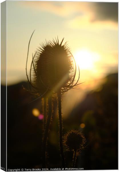 Teasel Silhouette in the Sun Canvas Print by Terry Brooks