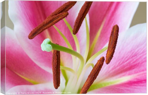 Pink and White Lily Close Up Canvas Print by Terry Brooks
