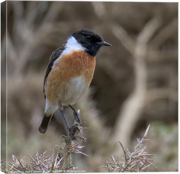 Stonechat Perched Canvas Print by Terry Brooks