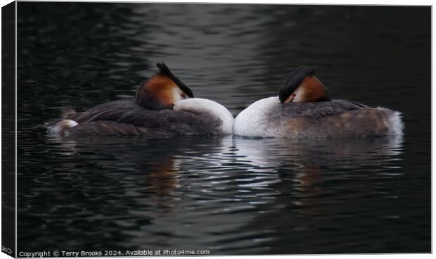 Great Crested Grebe Pair Canvas Print by Terry Brooks