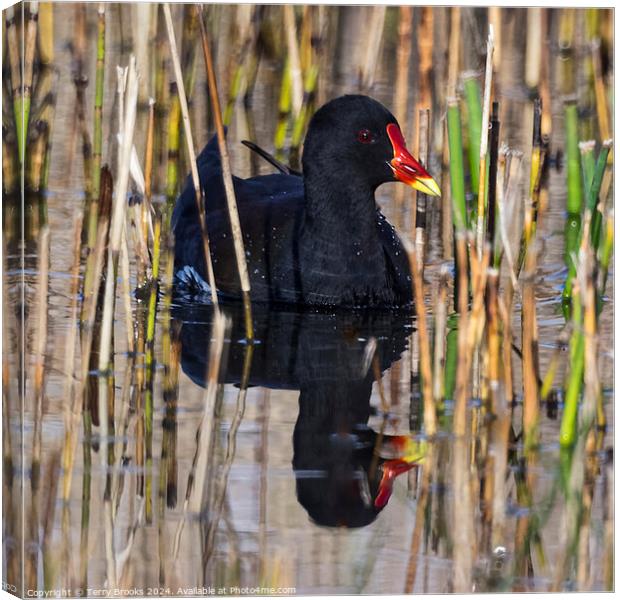 Moorhen in the reeds with reflection in the water Canvas Print by Terry Brooks