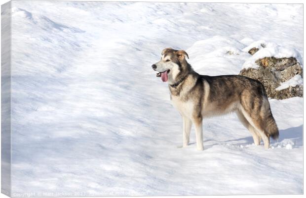 A dog that is standing in the snow Canvas Print by Matt Jackson
