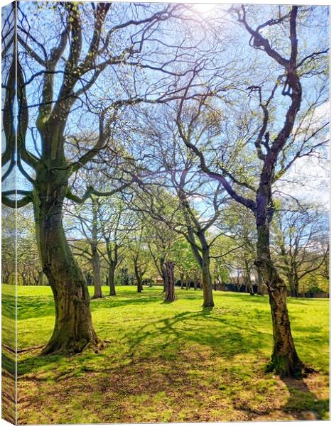 Perspective of trees and shadows Canvas Print by Peter Lewis