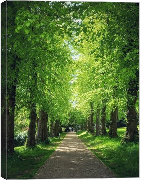 Majestic avenue of beech trees Canvas Print by Peter Lewis