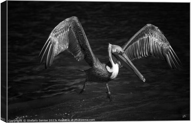 Lone Pelican in flight - black and white Canvas Print by Stefano Senise