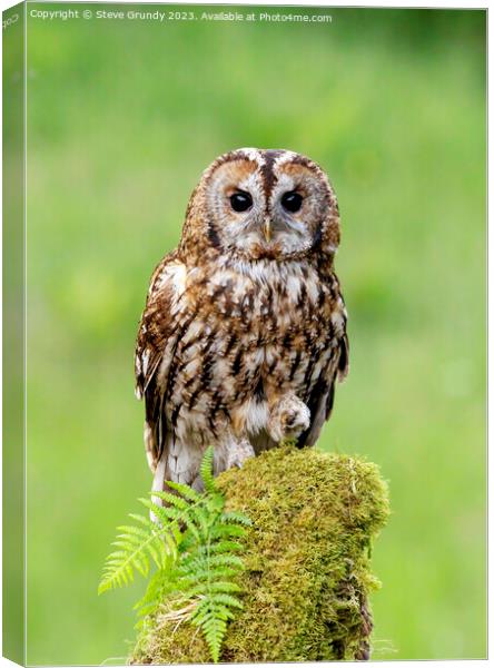 Daylight Tawny Owl Hunting Canvas Print by Steve Grundy