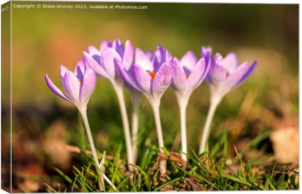 Crocus: Springs First Bloom Canvas Print by Steve Grundy