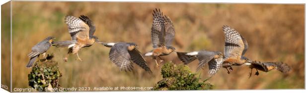 Majestic Flight of the Sparrowhawk Canvas Print by Steve Grundy