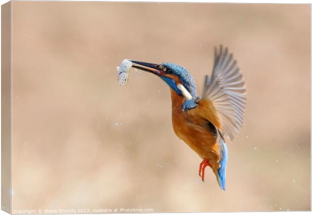 Kingfisher in flight with fish Canvas Print by Steve Grundy
