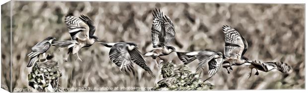 Majestic Sparrowhawk in Flight Canvas Print by Steve Grundy