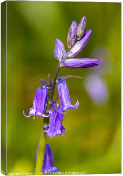The Enchanting Bluebell Arrival Canvas Print by Steve Grundy
