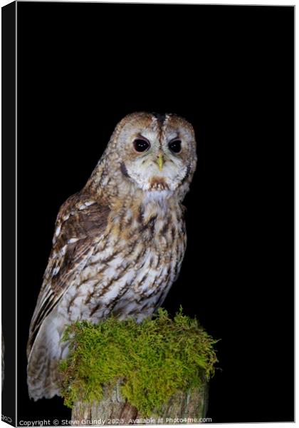 Tawny Owl Canvas Print by Steve Grundy