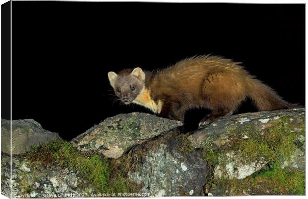 Pine Marten: A stealthy hunter of the forest. Canvas Print by Steve Grundy