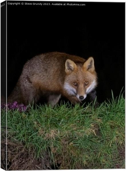 Cunning Rural Red Fox Predator Canvas Print by Steve Grundy