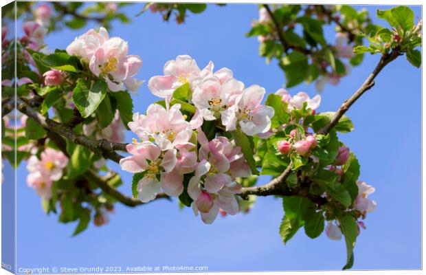 Apple Blossom Heralds the Spring Canvas Print by Steve Grundy